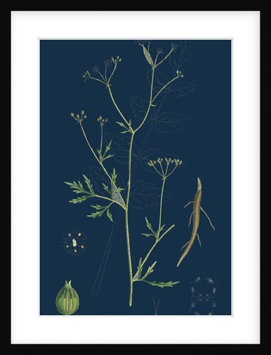 Sison Amomum; Hedge Stonewort by Anonymous