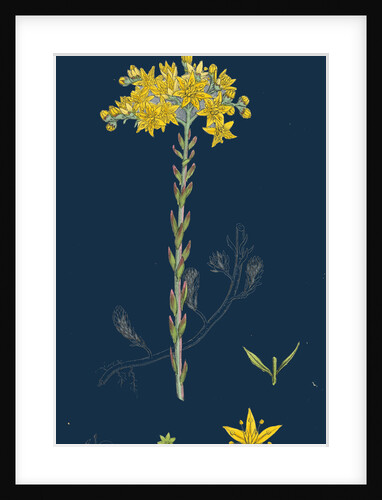 Sedum Elegans; Rock Stone-Crop by Anonymous