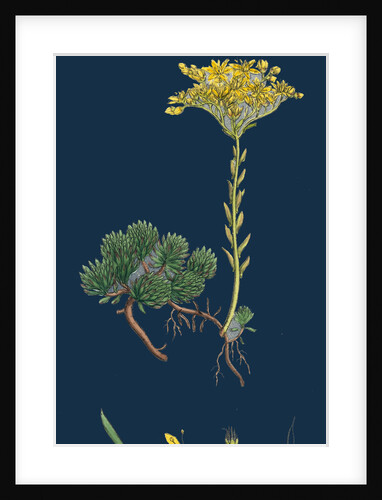 Sedum Forsterianum; Forster's Stone-Crop by Anonymous