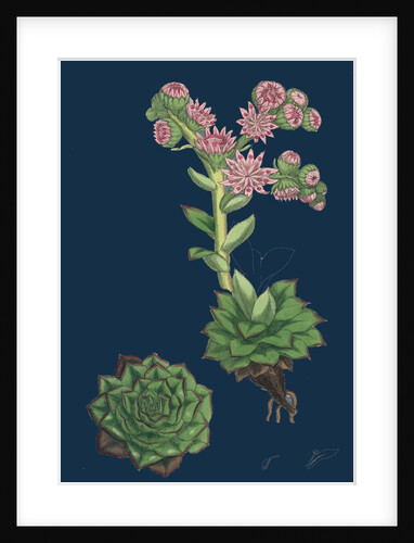 Sempervivum Tectorum; Common House-Leek by Anonymous