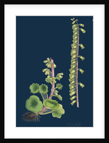 Cotyledon Umbilicus; Common Navel-Wort by Anonymous