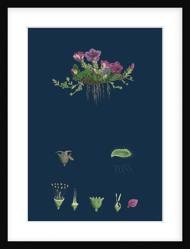 Saxifraga Oppositifolia; Purple Mountain Saxifrage by Anonymous