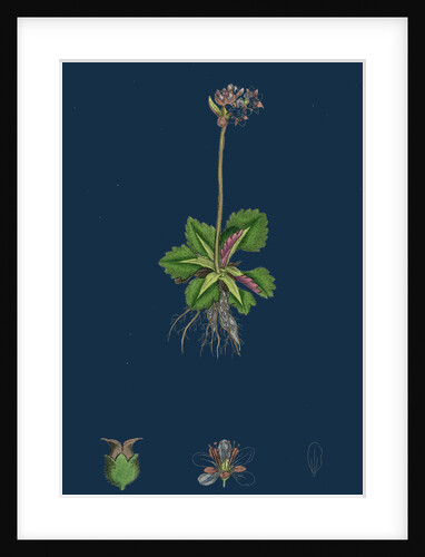 Saxifraga Nivalis; Alpine Clustered Saxifrage by Anonymous