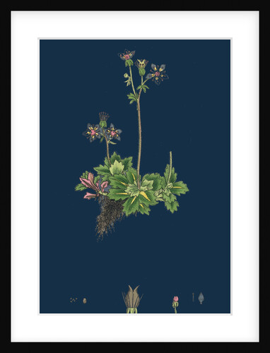 Saxifraga Stellaris; Starry Saxifrage by Anonymous