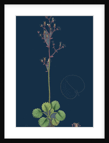 Saxifraga Geum; Kidney-Leaved London-Pride by Anonymous