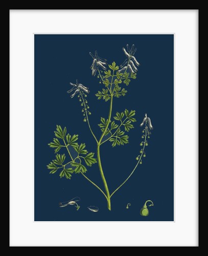 Fumaria Pallidiflora; Pale Flowered Fumitory by Anonymous