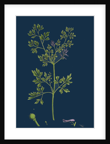 Fumaria Muralis; Rampant Fumitory by Anonymous