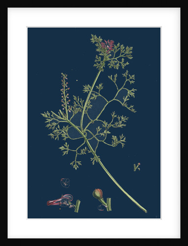 Fumaria Micrantha; Close-Flowered Fumitory by Anonymous