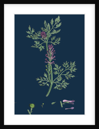Fumaria Officinalis; Common Fumitory by Anonymous