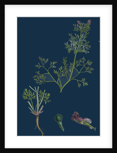 Fumaria Vaillantii; Vaillant's Small-Flowered Fumitory by Anonymous