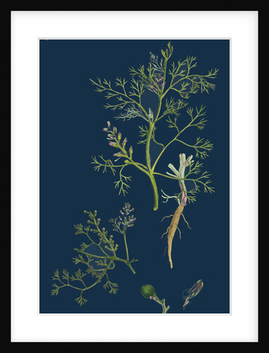 Fumaria Parviflora; Lamark's Small Flowered Fumitory by Anonymous