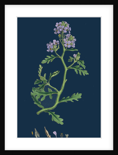 Cakile Maritima; Sea Rocket by Anonymous