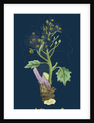 Crambe Maritima; Sea Kale by Anonymous