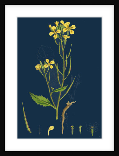 Raphanus Raphanistrum; Wild Radish by Anonymous