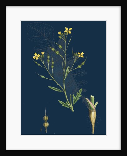 Raphanus Maritimus; Sea Radish by Anonymous