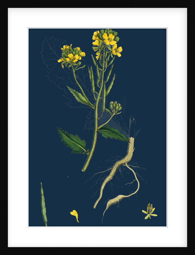 Brassica Sinapistrum; Wild Mustard by Anonymous