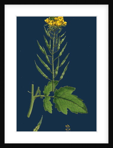 Brassica Alba; White Mustard by Anonymous