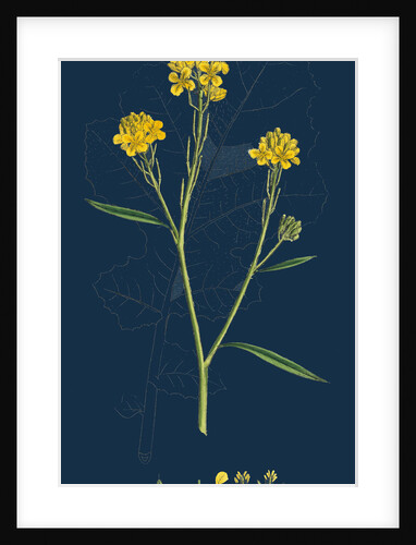 Brassica Nigra; Black Mustard by Anonymous