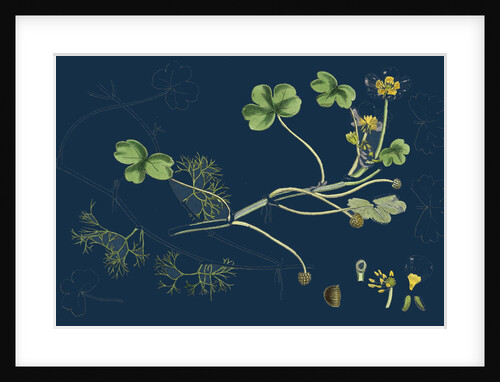 Ranunculus Peltatus Vulgaris; Common Water-Crowfoot by Anonymous