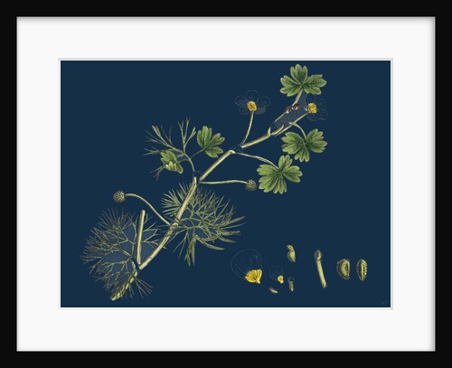 Ranunculus Peltatus Floribundus; Common Water-Crowfoot, Var. B. by Anonymous