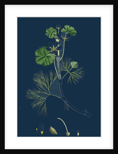 Ranunculus Heterophyllus; Various Leaved Water-Crowfoot by Anonymous