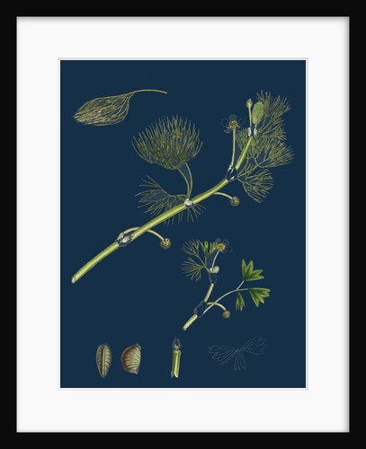 Ranunculus Drouetii; Drouet's Water-Crowfoot by Anonymous