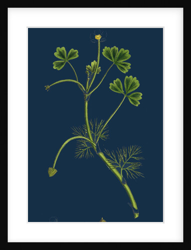 Ranunculus Baudottii, Var. B; Confusa by Anonymous