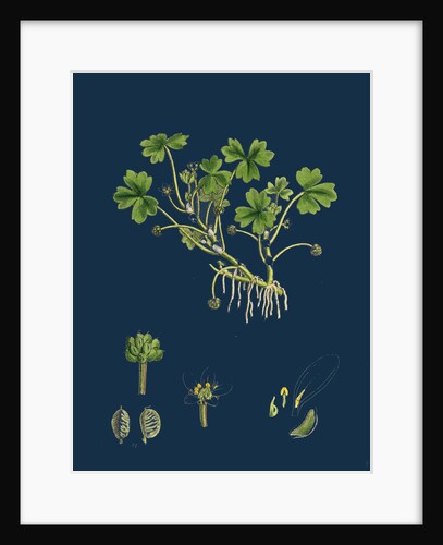 Ranunculus Tripartitus; Three-Lobed Water-Crowfoot by Anonymous