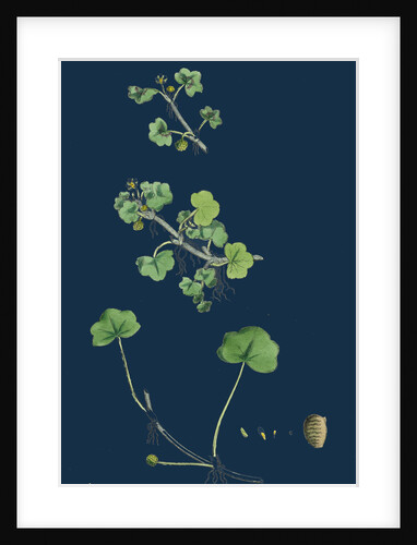 Ranunculus Hederaceus; Ivy-Leaved Water-Crowfoot by Anonymous