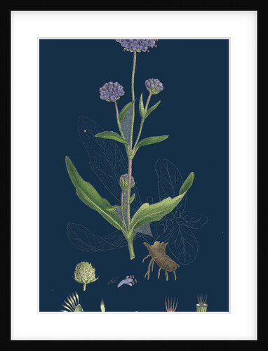 Scabiosa Succisa; Devil's-Bit Scabious by Anonymous