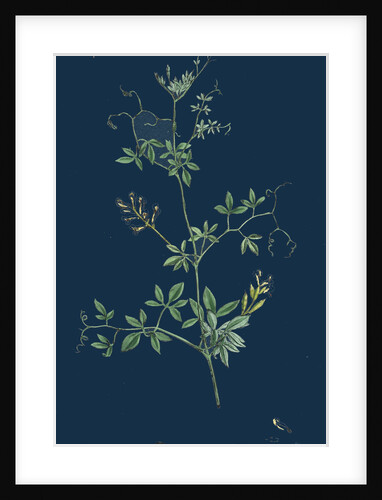 Corydalis Claviculata; White Climbing Fumitory by Anonymous