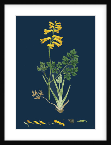 Corydalis Intea; Yellow Fumitory by Anonymous