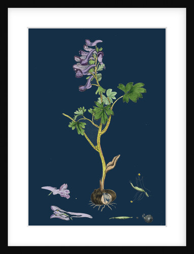 Corydalis Solida; Solid Bulbous Fumitory by Anonymous