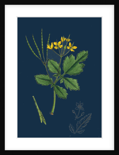 Chelidonium Majus; Celandine by Anonymous