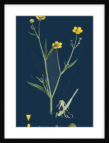 Ranunculus Eu-Flammula; Lesser Spearwort by Anonymous