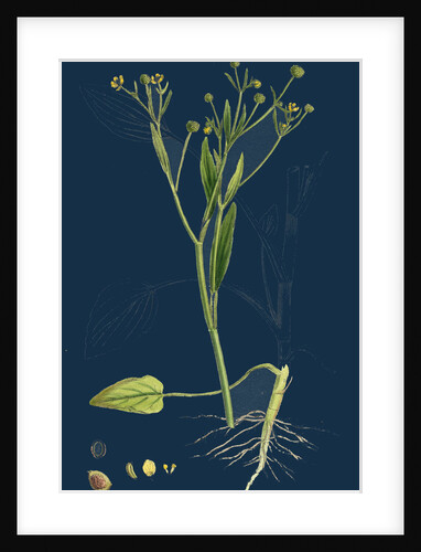 Ranunculus Ophioglossifolius; Adder's Tongue-Leaved Crowfoot by Anonymous