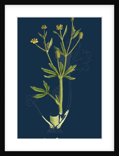 Ranunculus Sceleratus; Celery-Leaved Water-Crowfoot by Anonymous