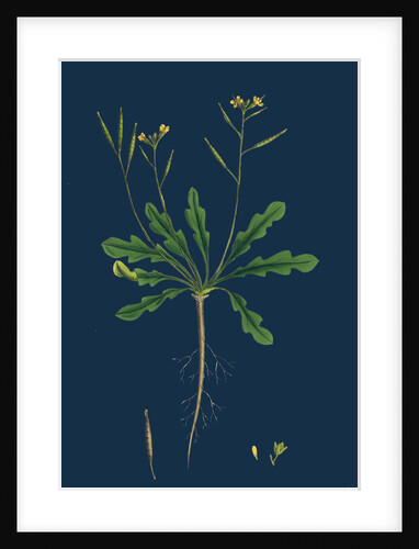 Brassica Viminea; Small Sand Rocket by Anonymous