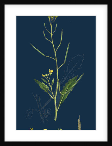 Brassica Muralis; Common Sand Rocket by Anonymous