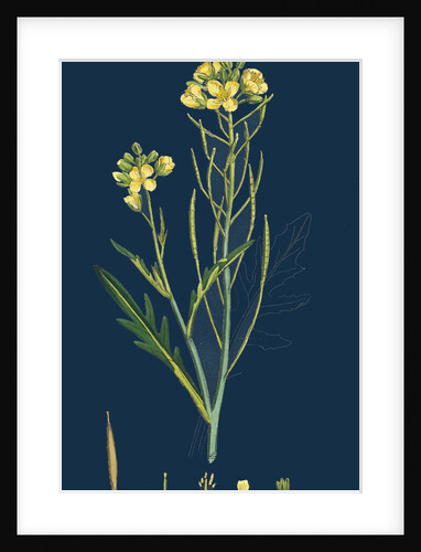 Brassica Tenuifolia; Wall Rocket by Anonymous