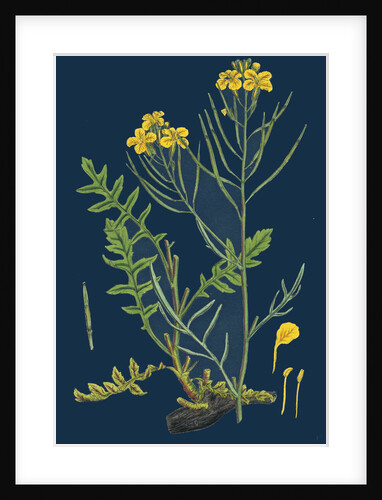Brassica Cheiranthus; Tall Wallflower-Cabbage by Anonymous