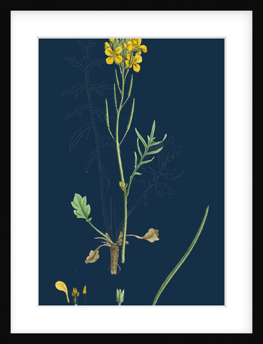 Brassica Eu-Monensis; Dwarf Wallflower-Cabbage by Anonymous