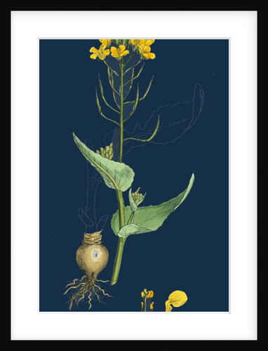 Brassica Rapa; Common Turnip by Anonymous