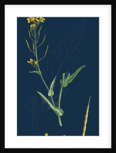 Brassica Napus; Rape by Anonymous