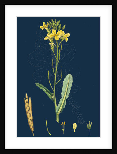 Brassica Oleracea; Sea Cabbage by Anonymous