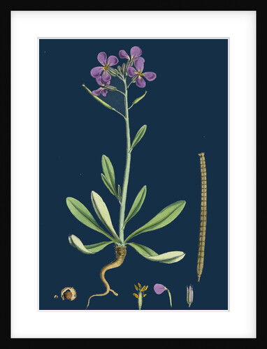 Matthiola Incana; Hoary Shrubby Stock by Anonymous