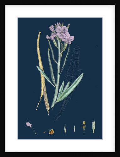 Matthiola Sinuata; Sea Stock by Anonymous