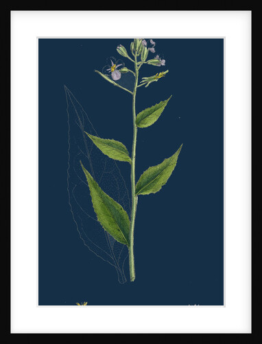 Hesperis Matronalis; Dame's Rocket by Anonymous