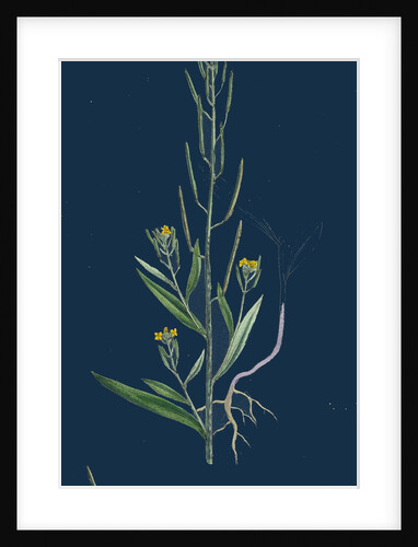 Erysimum Cheiranthoides; Treacle Hedge-Mustard by Anonymous