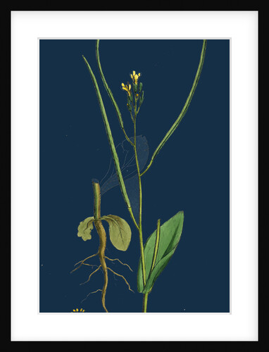 Erysimum Orientale; Hare's-Ear Cabbage by Anonymous